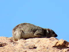 Procavia capensis