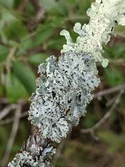 Hypogymnia physodes