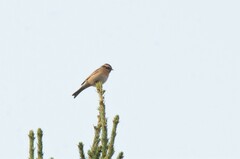 Prunella atrogularis