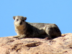 Procavia capensis