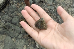 Trochoidea