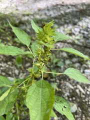 Acalypha rhomboidea