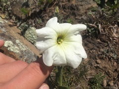 Petunia axillaris