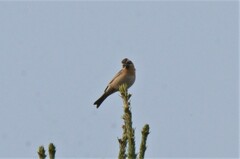 Prunella atrogularis