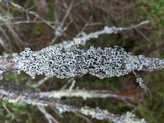 Hypogymnia incurvoides