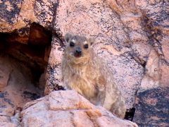 Procavia capensis