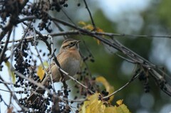 Prunella atrogularis