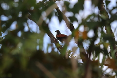 Centropus bengalensis