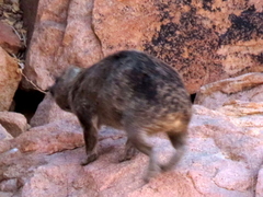 Procavia capensis