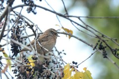 Prunella atrogularis