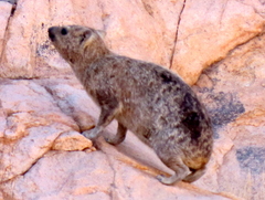 Procavia capensis