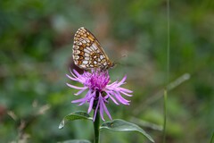 Melitaea celadussa