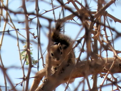 Funisciurus congicus
