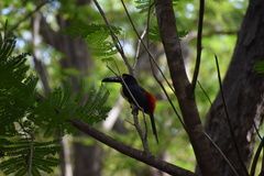 Pteroglossus torquatus