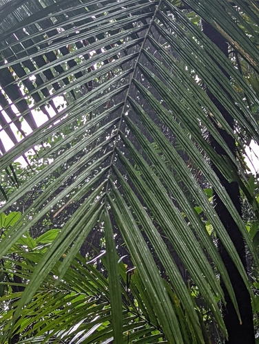 Image of Oncosperma horridum by (c) Caleb Catto, some rights reserved (CC BY)
