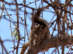 Funisciurus congicus