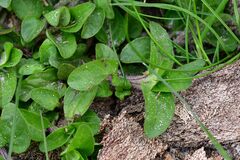Cerastium glomeratum