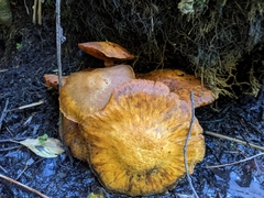 Gymnopilus junonius