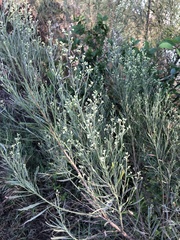 Baccharis neglecta