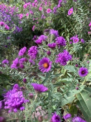 Symphyotrichum novae-angliae