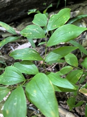 Uvularia sessilifolia