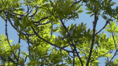 Phylloscopus bonelli