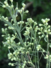 Baccharis neglecta