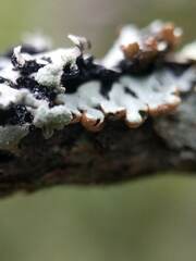 Hypogymnia incurvoides