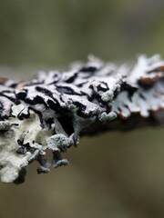 Hypogymnia incurvoides