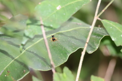 Cicindelinae