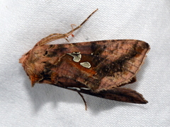 Autographa bimaculata