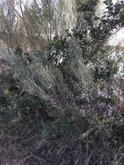 Baccharis neglecta