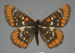 Euphydryas gillettii