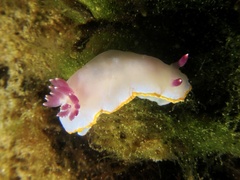 Felimida purpurea