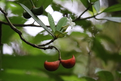 Tabernaemontana pandacaqui