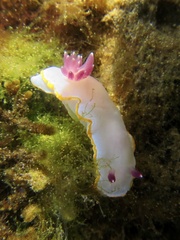 Felimida purpurea