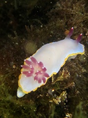 Felimida purpurea