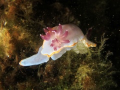 Felimida purpurea