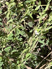 Lespedeza cuneata