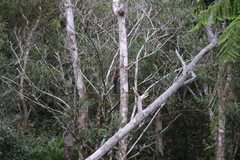 Rhamphococcyx calyorhynchus