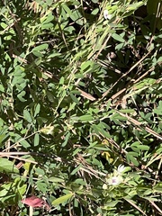 Lespedeza cuneata