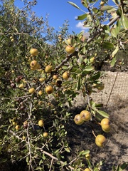 Pyrus spinosa