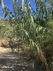 Arundo