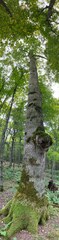 Fraxinus nigra