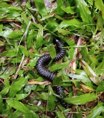 Eucentrobolus tamulus