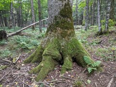 Fraxinus nigra