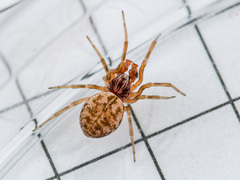 Dictynomorpha strandi