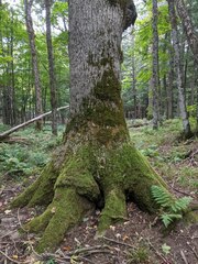 Fraxinus nigra