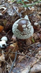 Amanita excelsa