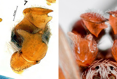Dictynomorpha strandi
